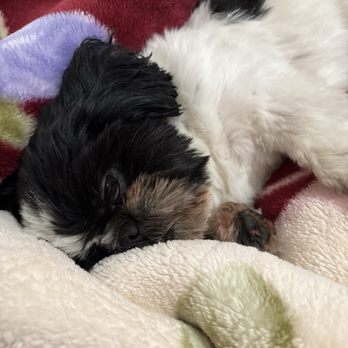 PetSmart - Pet Stores Near Me - Ontario, California