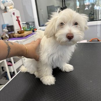 Puppy Pampering Pet Spa - Falky before his groom - Pet Groomers Near Me - Rancho Cucamonga, California