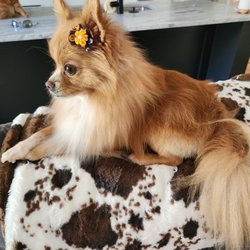 Puppy Suds - Very pleased with their service on our Pom!
