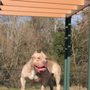 Photo of Piedmont Dog Park