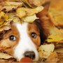 Photo of Chinquapin Animal Hospital