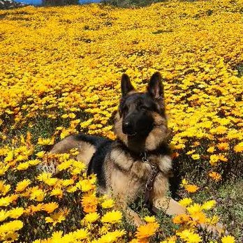 Brooks Family K9 - Pet Training Near Me Brooks Family K9 - Pet Training Near Me