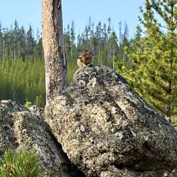 Firehole Falls - This isnt a chipmunk, it's a Wyoming Golden-mantled Ground Squirrel! - Hot Springs Near Me - Mammoth, Wyoming Firehole Falls - This isnt a chipmunk, it's a Wyoming Golden-mantled Ground Squirrel! - Hot Springs Near Me - Mammoth, Wyoming
