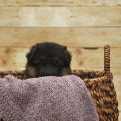 Herzog German Shepherds - Black & red German Shepherd pup playing peek-a-boo!