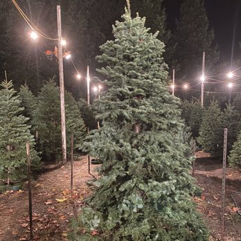 Hansen's Christmas Trees - Christmas Trees Near Me - Alamo, California