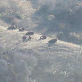 Catalina Island - Buffalo! See the little guy in the center of the herd? - Local Flavor Near Me Catalina Island - Buffalo! See the little guy in the center of the herd? - Local Flavor Near Me