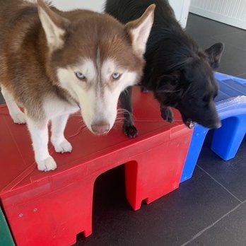 Dog-E-Den Hollywood - Happy pups! - Pet Groomers Near Me - Los Angeles, California