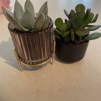 Jade & Clover - Succulents! - Nurseries & Gardening Near Me - Phoenix, Arizona