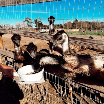 Ostrichland USA - Emus - Attraction Farms Near Me - Solvang, California Ostrichland USA - Emus - Attraction Farms Near Me - Solvang, California