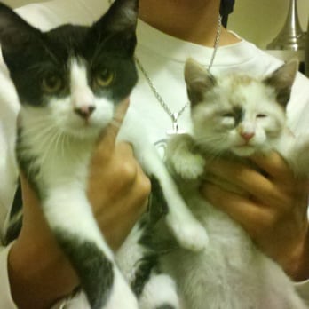 MeoowzResQ - "Jake" aka batman and "Skittles" the sweetest little girl before they got adopted - Animal Shelters Near Me