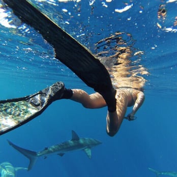 One Ocean Diving - Free Diving Near Me - Haleiwa, Hawaii