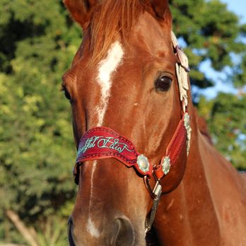 Double Flush Stables - Rooster *trail boss - Horseback Riding Near Me - Davie, Florida Double Flush Stables - Rooster *trail boss - Horseback Riding Near Me - Davie, Florida