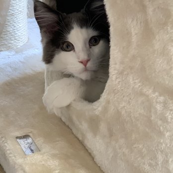 Noble Manes Cattery - Pet Stores Near Me - Lancaster, California