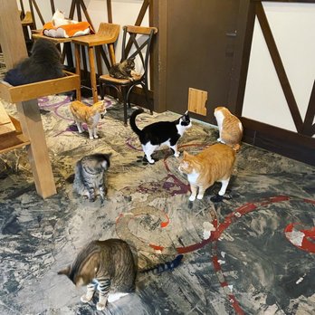 Seattle Meowtropolitan - Dinner time! - Themed Cafes Near Me - Seattle, Washington Seattle Meowtropolitan - Dinner time! - Themed Cafes Near Me - Seattle, Washington