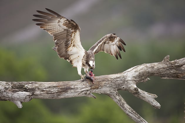 Northshots Photography Hides