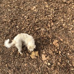 Ewen Park Dog Run