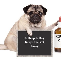 My CBD Health - CBD For Pets Available