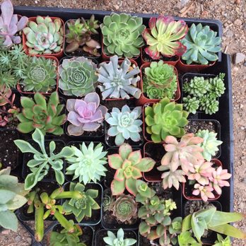 P & C Nursery - Nurseries & Gardening Near Me - Corona, California P & C Nursery - Nurseries & Gardening Near Me - Corona, California