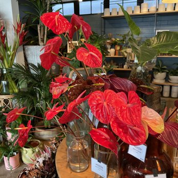 Paiko - anthuriums by the stem - Florists Near Me - Honolulu, Hawaii Paiko - anthuriums by the stem - Florists Near Me - Honolulu, Hawaii