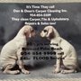 Photo of Dan & Dean's Carpet Cleaning