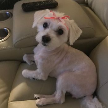 K-9 Cuts - Taylor after her spa day with Tabita at K-9 Cuts - Pet Groomers Near Me - Cross City, Florida K-9 Cuts - Taylor after her spa day with Tabita at K-9 Cuts - Pet Groomers Near Me - Cross City, Florida