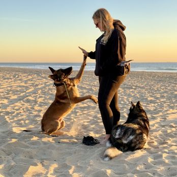 Boundless K9 Training - Pet Training Near Me Boundless K9 Training - Pet Training Near Me