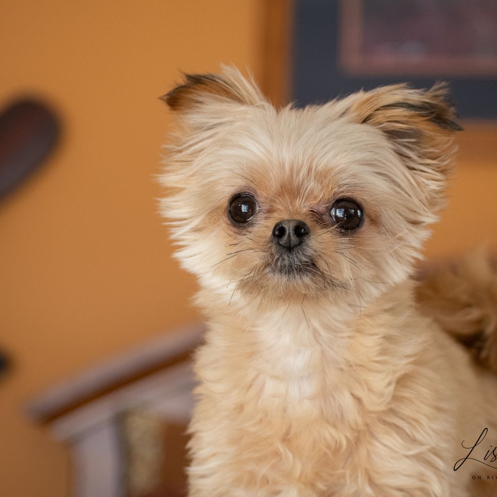 BluePearl Pet Hospital - Her when she's at her best! - Veterinarians Near Me - Duluth, Minnesota BluePearl Pet Hospital - Her when she's at her best! - Veterinarians Near Me - Duluth, Minnesota