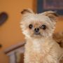 Photo of BluePearl Pet Hospital