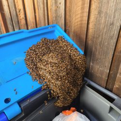 Hive on Recycle Bin