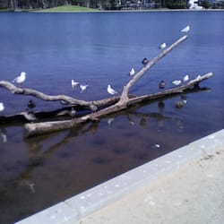 Victoria Park Lake - #birdlife #smcc2 #nature