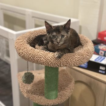Nabi Cat Cafe - Themed Cafes Near Me - Santa Clara, California Nabi Cat Cafe - Themed Cafes Near Me - Santa Clara, California