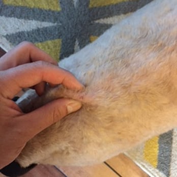 Pooch Pawlor Spa - cut behind his neck. skin and hair still hanging on. - Pet Groomers Near Me - Glendale, California Pooch Pawlor Spa - cut behind his neck. skin and hair still hanging on. - Pet Groomers Near Me - Glendale, California
