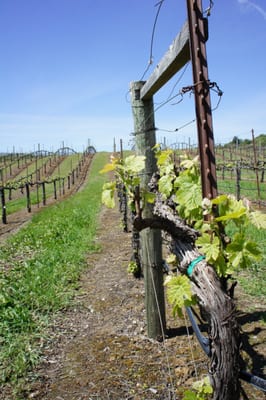 BobDog Wines by null