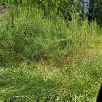 Unlimited Enterprises - Before - Lawn Services Near Me Unlimited Enterprises - Before - Lawn Services Near Me