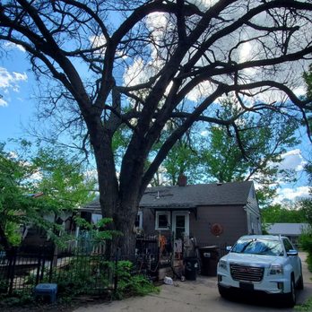 Lumberjack Toms Tree Removal - Tree before - Tree Services Near Me Lumberjack Toms Tree Removal - Tree before - Tree Services Near Me