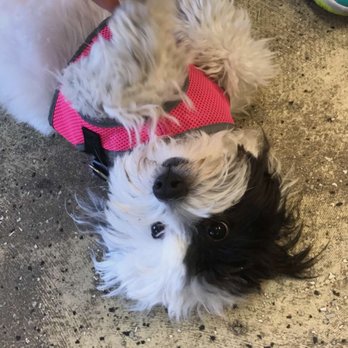 Purfect Pawrtners - This is Golden, but she should have been named Phantom. She's Luckys new buddy! - Pet Groomers Near Me - League City, Texas