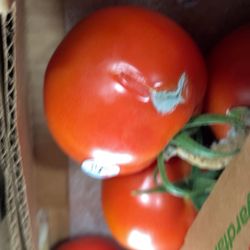 Price Rite - Scranton - Moldy tomatoes laying ON TOP of the rest of them