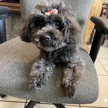 Lorrie's Pet Grooming - My Minnie so cute after her grooming - Pet Groomers Near Me - Pomona , California Lorrie's Pet Grooming - My Minnie so cute after her grooming - Pet Groomers Near Me - Pomona , California