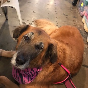 Liberty Dog Barkery - Moosie (Golden Shepherd) - Pet Stores Near Me - Round Rock, Texas