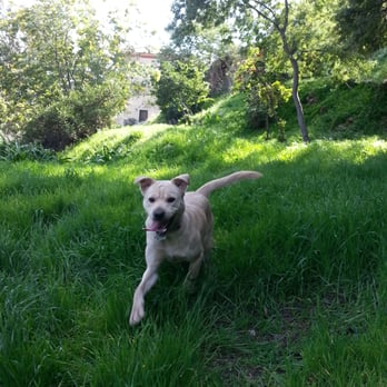 Highland Camrose Park - Lulu loves this spot, rolls on the grass in the spring time. - Dog Parks Near Me - Los Angeles, California