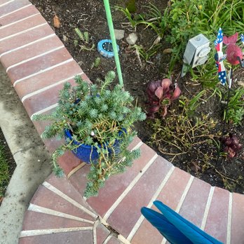 Plant Safari - Succulent - Nurseries & Gardening Near Me - Upland, California Plant Safari - Succulent - Nurseries & Gardening Near Me - Upland, California