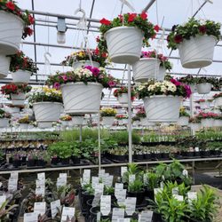 user provided Cox's Plant Farm photo