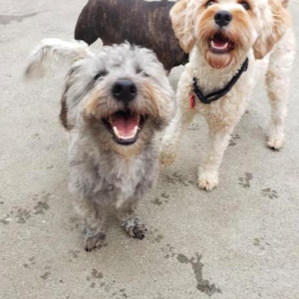 Oliver is always smiling at Pets R People 2 :). Oliver is always smiling at Pets R People 2 :).