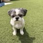 Eastlake Dog Grooming