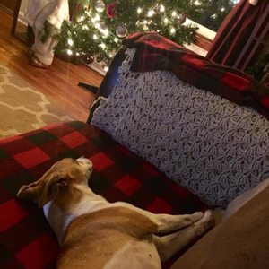 Katy The K9 Keeper on Yelp