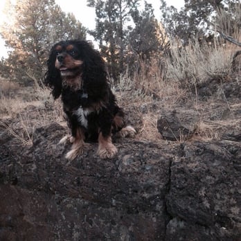 Big Sky Dog Park - Area 2 - Dog Parks Near Me - Bend, Oregon