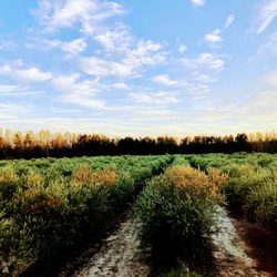 Woodpecker Trail Olive Farm - View of the olive groves.