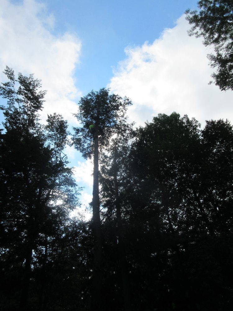 LAMARCHE TREE SERVICE Updated October 2024 4 Christie Rd, New