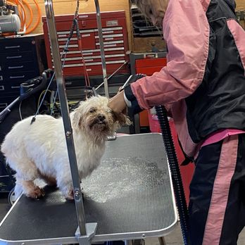 Period, Pooch - Pet Groomers Near Me - Vallejo, California