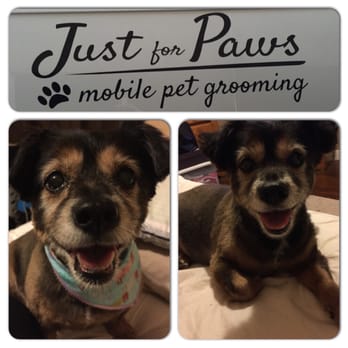Just for Paws Mobile Grooming - Yogi after being groomed! - Pet Groomers Near Me